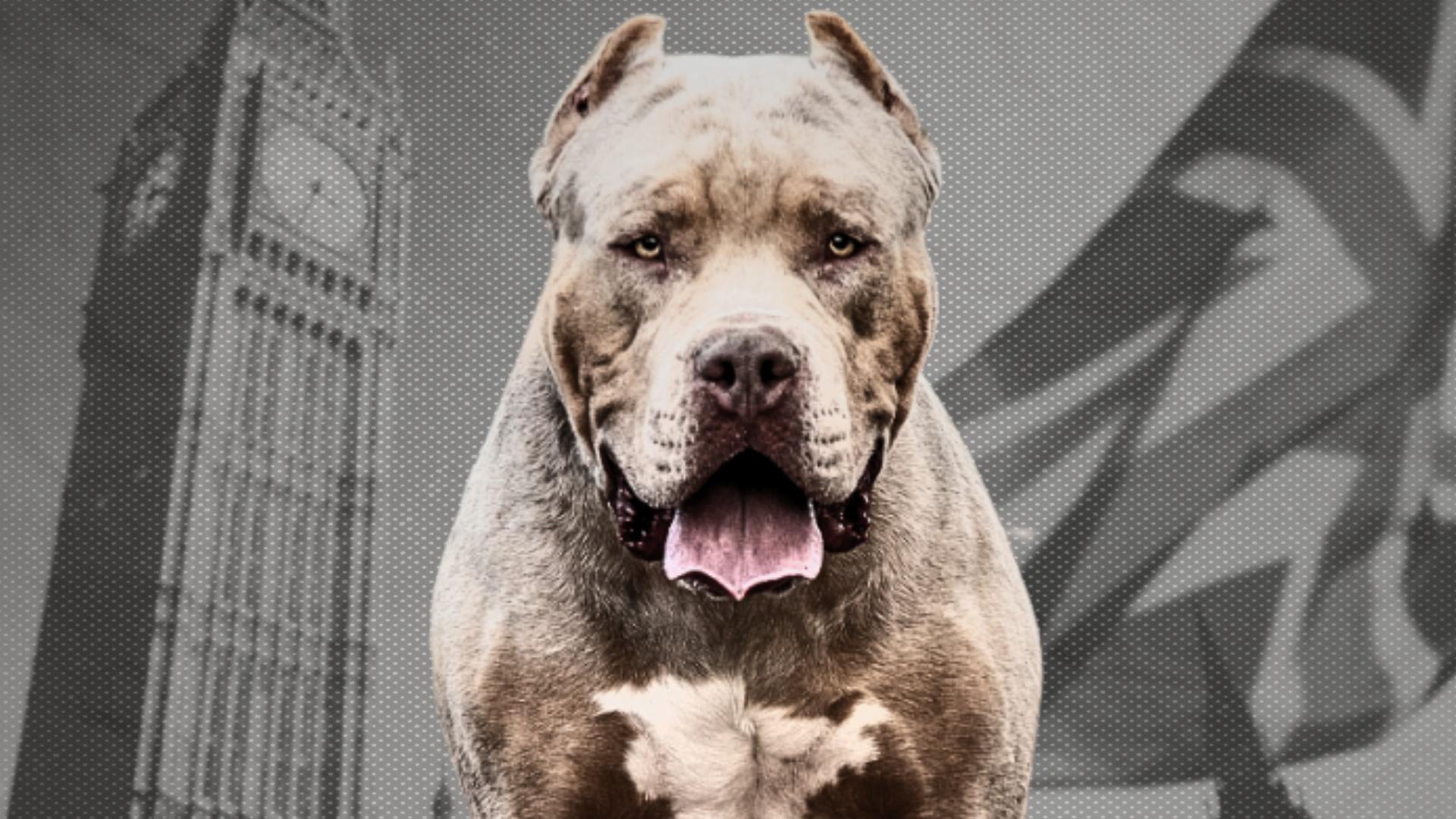 American Bully XL Attacks and the Campaign That Banned the Breed in Britain